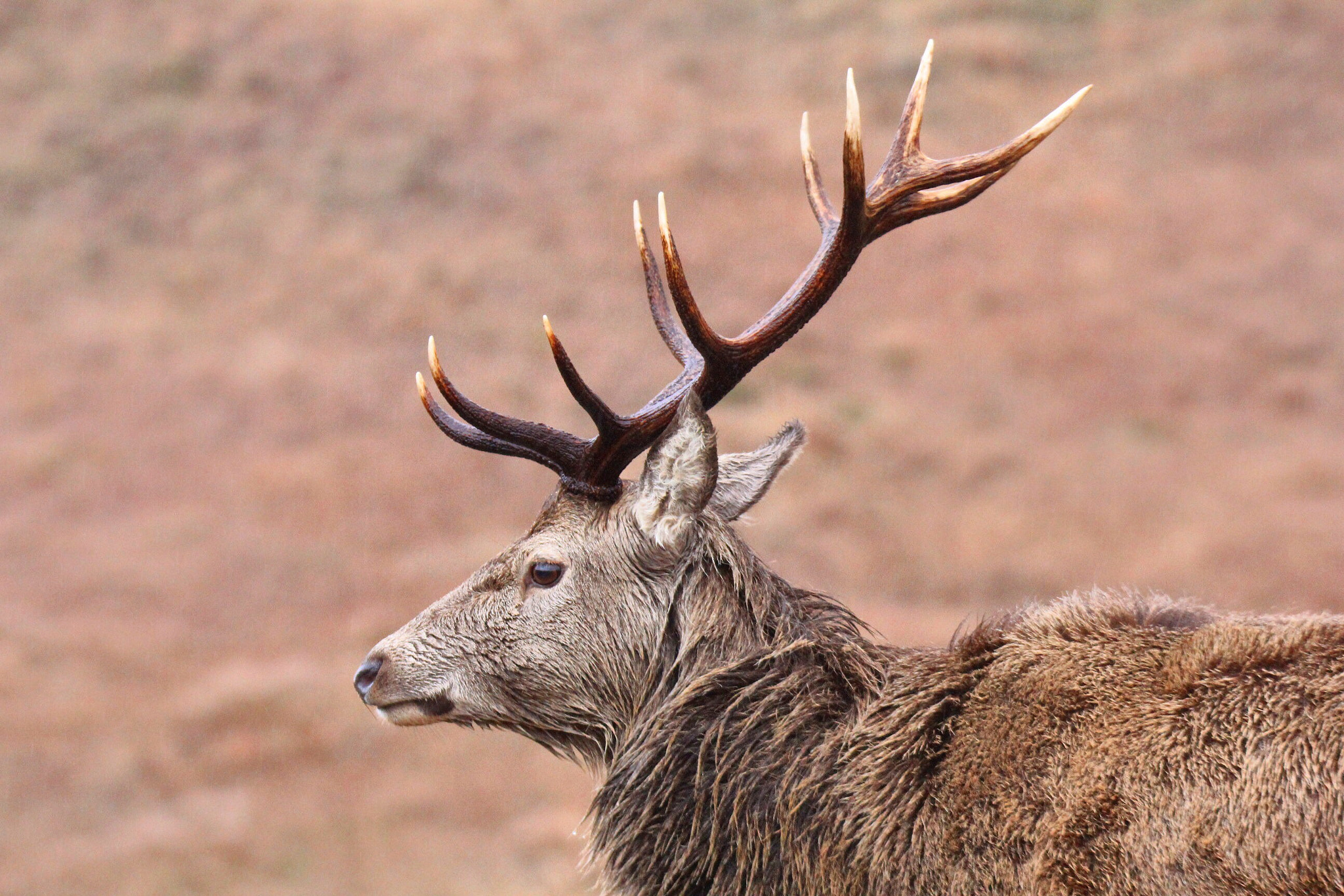 Canon EOS 60D + Tamron 16-300mm F3.5-6.3 Di II VC PZD Macro sample photo. Side view stag, photography