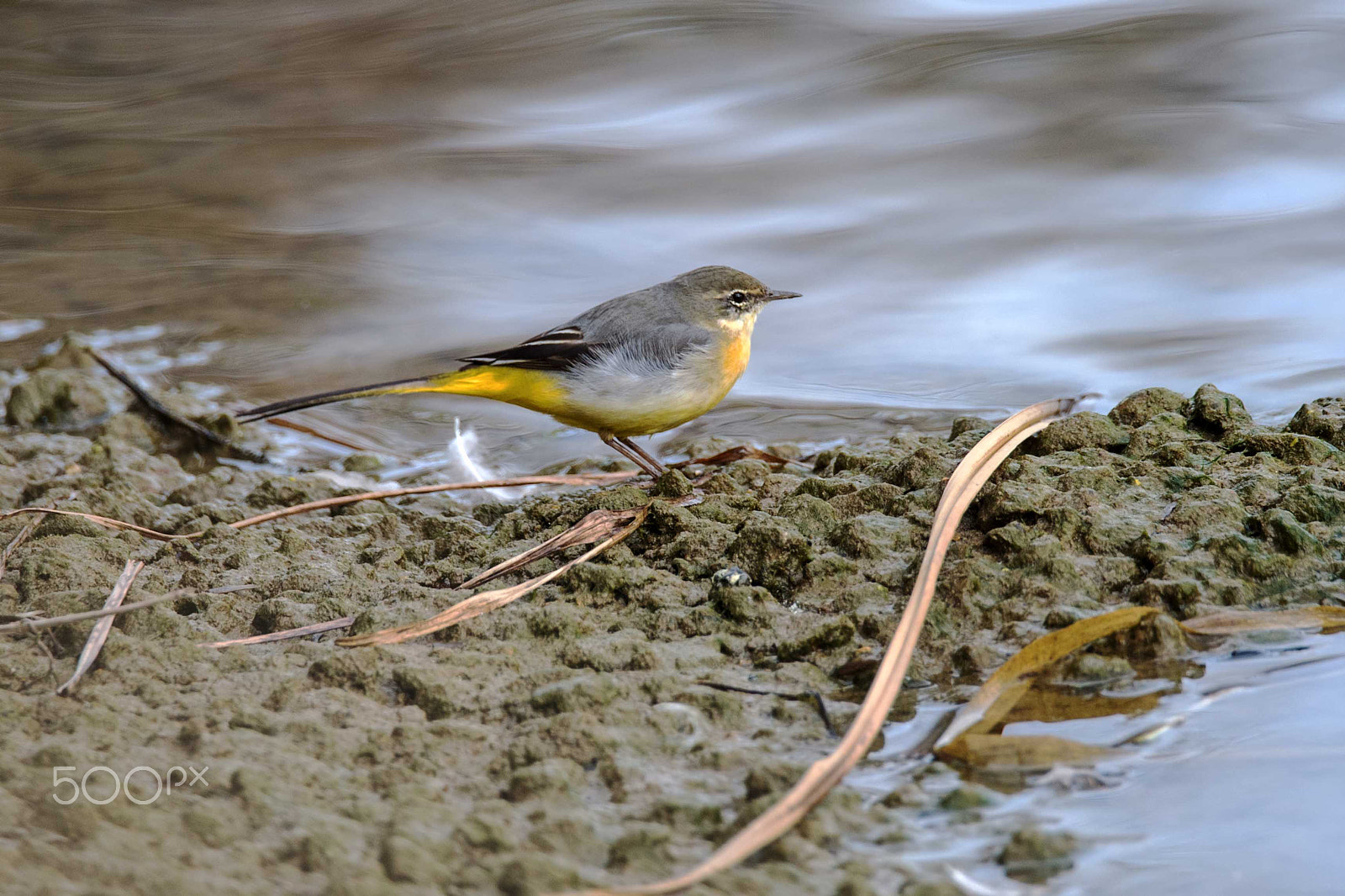 Sigma 150-600mm F5-6.3 DG OS HSM | S sample photo. Grey wagtail photography