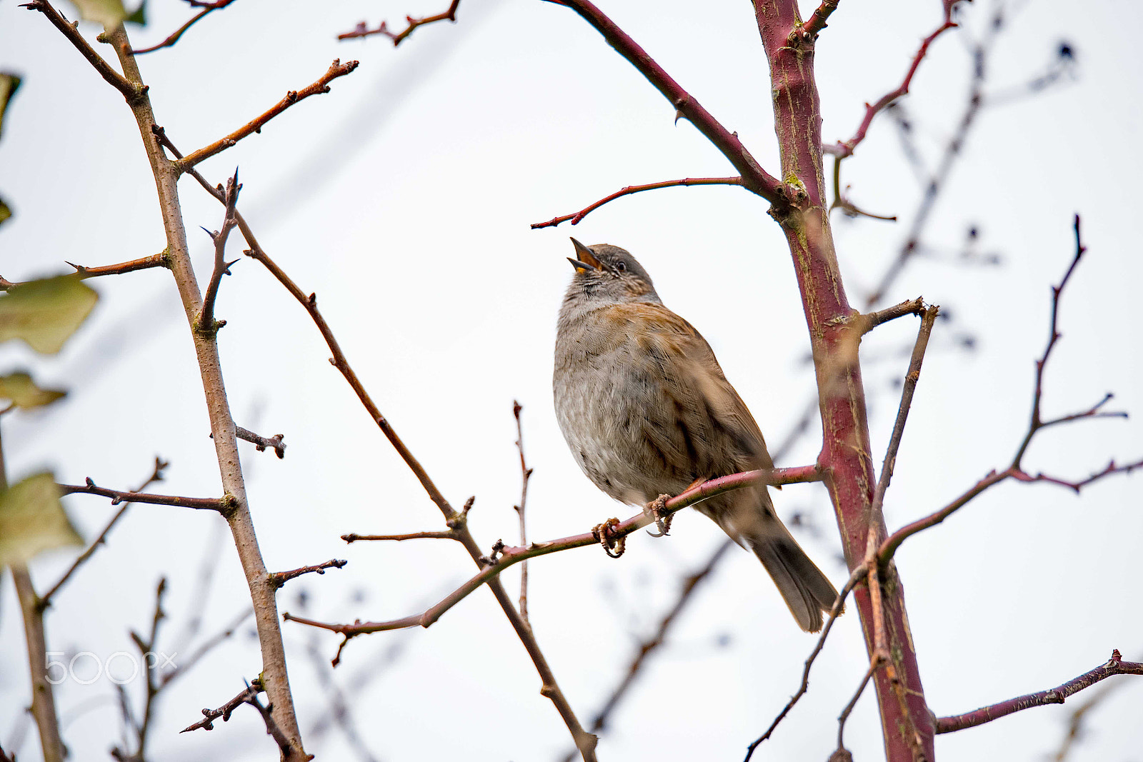 Nikon D750 + Sigma 150-600mm F5-6.3 DG OS HSM | S sample photo. Dunnock photography