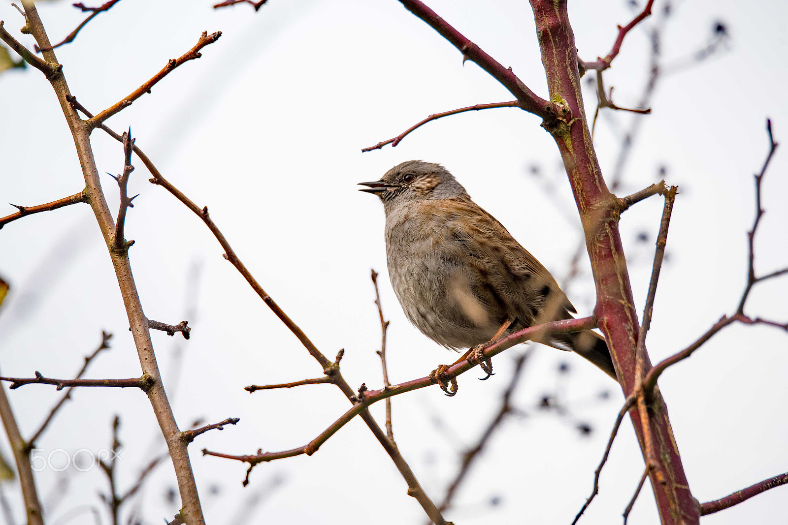 Sigma 150-600mm F5-6.3 DG OS HSM | S sample photo. Dunnock photography