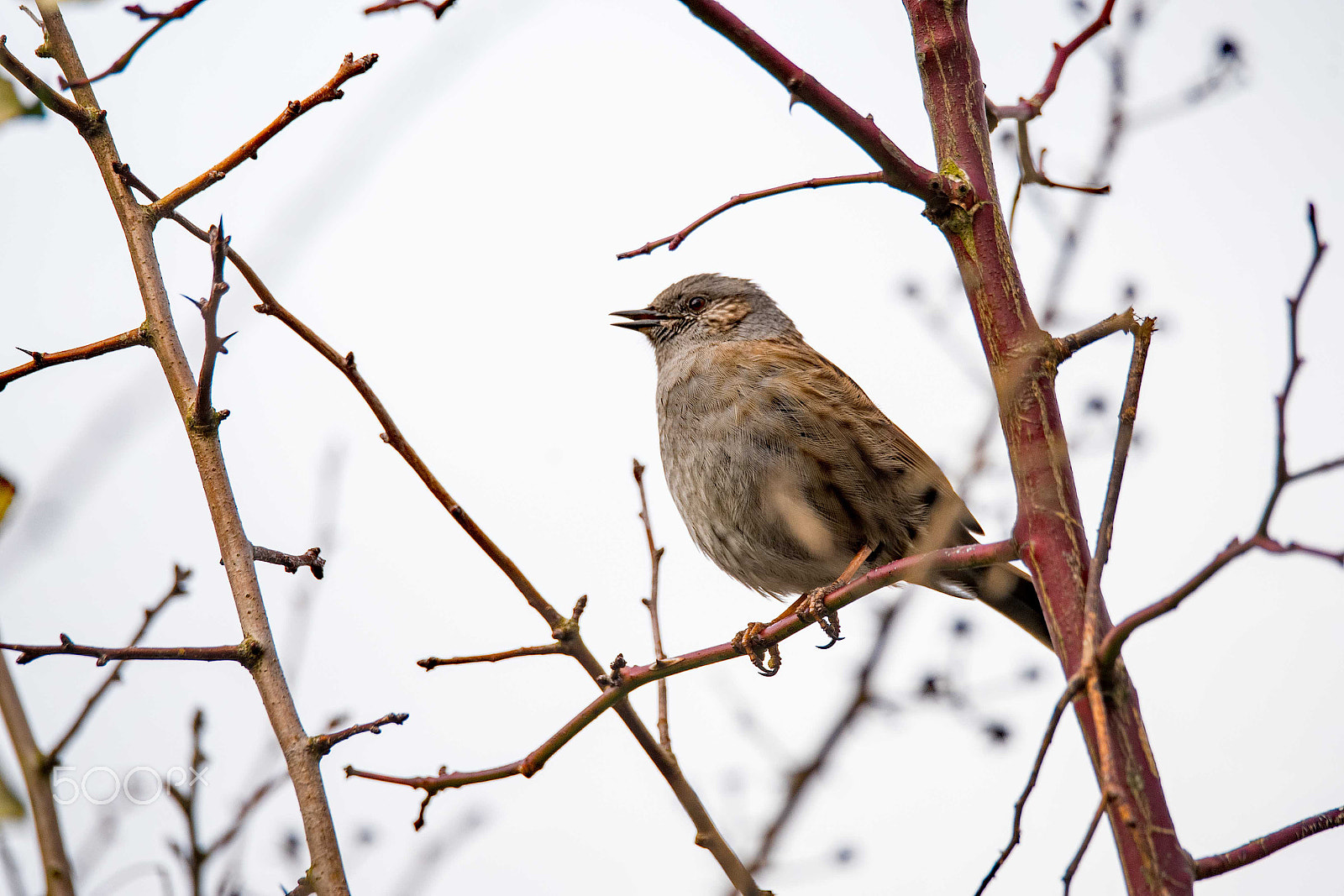 Nikon D750 + Sigma 150-600mm F5-6.3 DG OS HSM | S sample photo. Dunnock photography