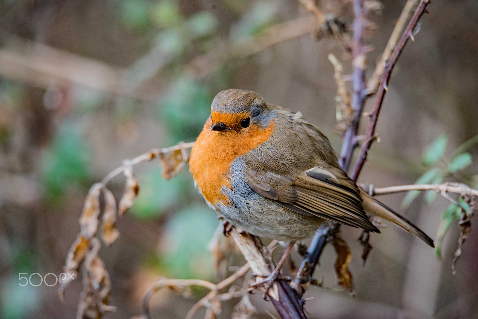 Nikon D750 sample photo. Yet another robin photography