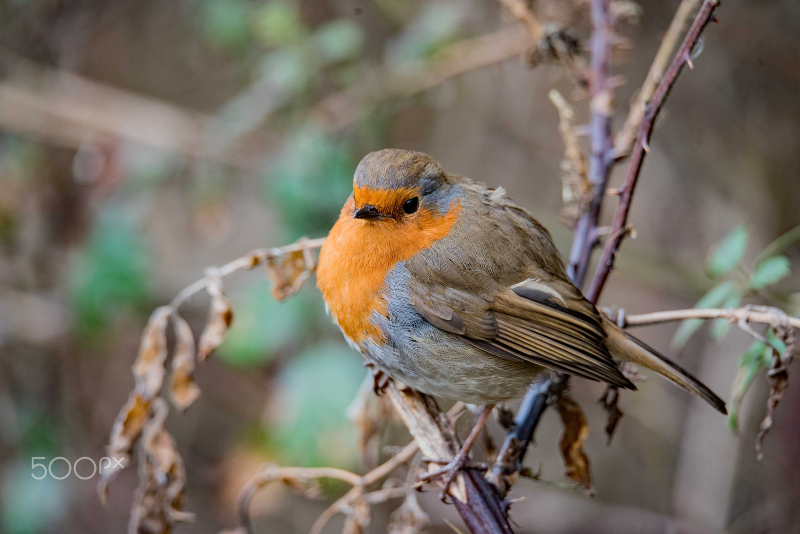 Sigma 150-600mm F5-6.3 DG OS HSM | S sample photo. Yet another robin photography