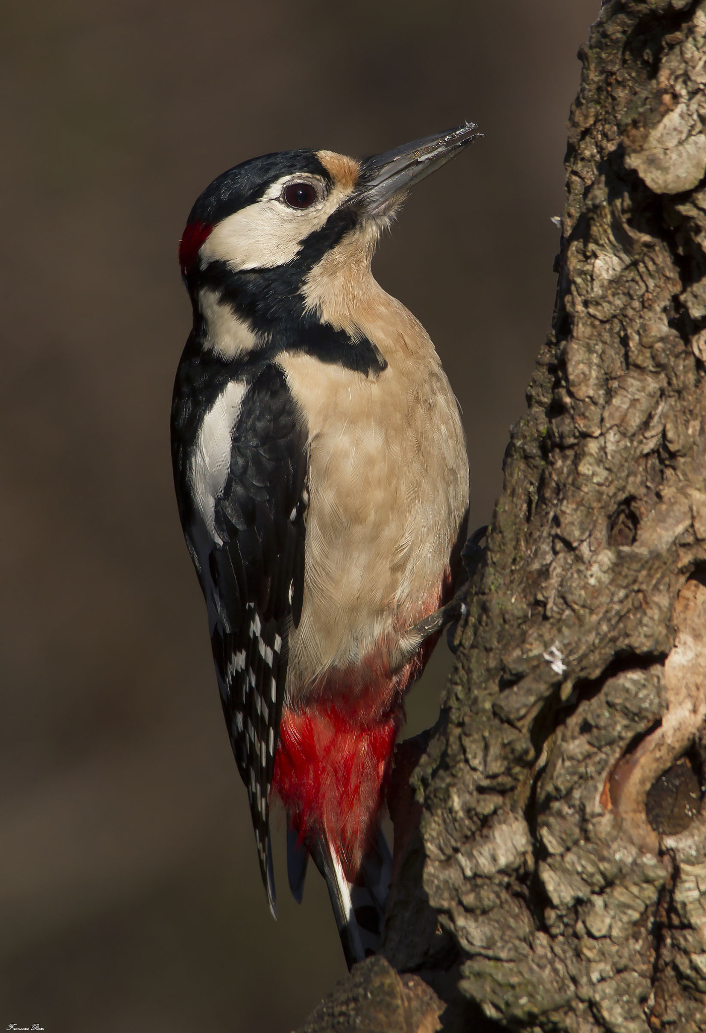 Sigma 150-500mm F5-6.3 DG OS HSM sample photo. Picchio rosso maggiore photography