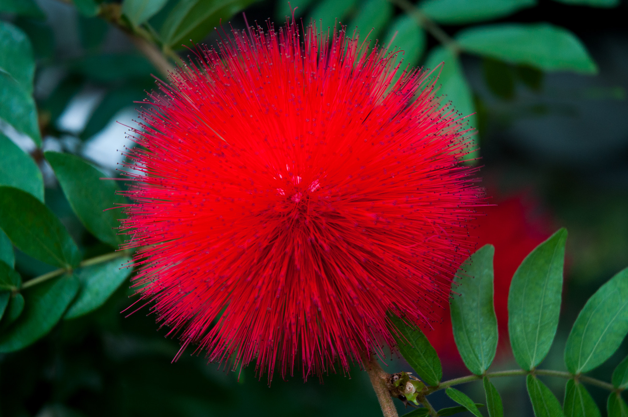 Nikon D5000 sample photo. Tropical flower photography