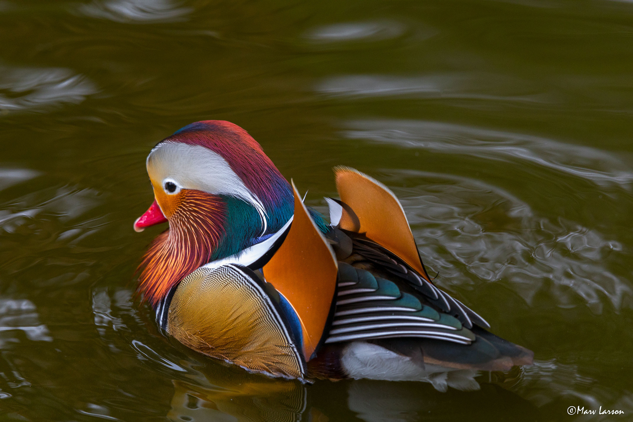 Tamron SP 150-600mm F5-6.3 Di VC USD sample photo. Chinese mandarin duck photography