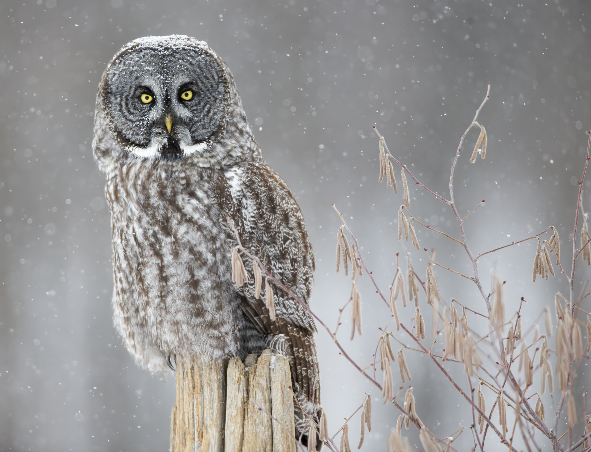 Canon EOS-1D X + Canon EF 600mm f/4L IS sample photo. Great grey owl ( chouette lapone ) photography