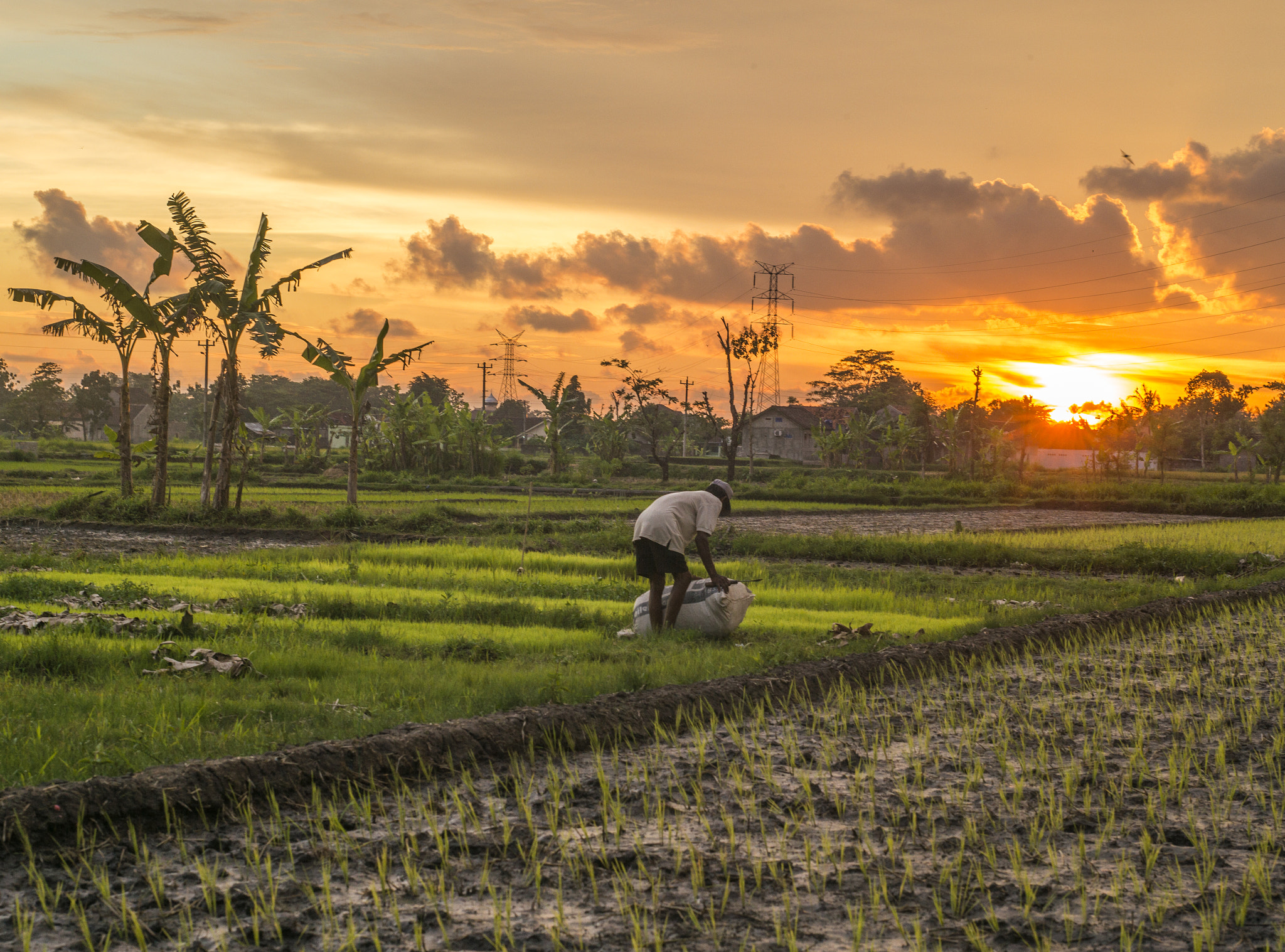 Leica APO-Summicron-M 75mm F2 ASPH sample photo. Farmer on sunset photography