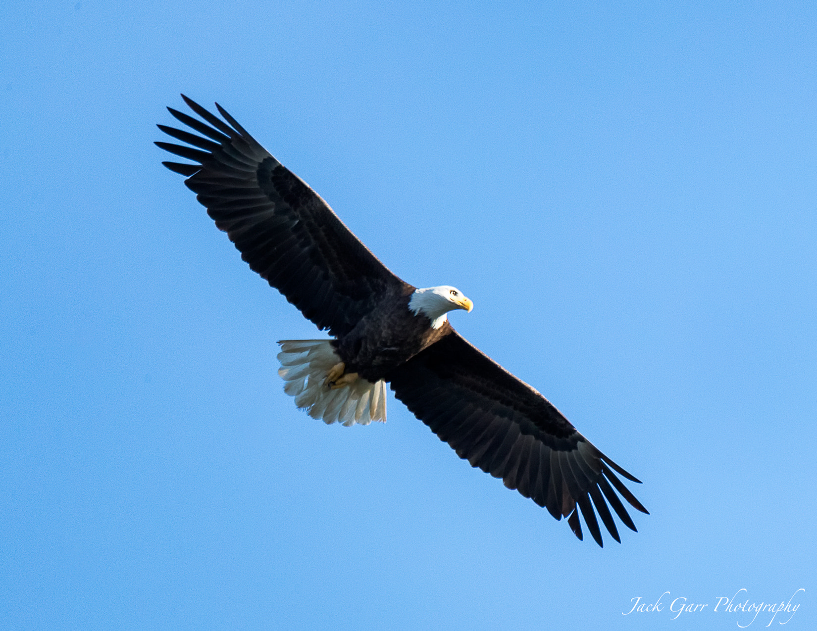 Canon EOS-1D X Mark II + 150-600mm F5-6.3 DG OS HSM | Sports 014 sample photo. Bald eagle hunting for fish photography