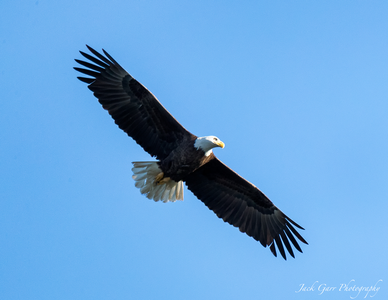 150-600mm F5-6.3 DG OS HSM | Sports 014 sample photo. Bald eagle hunting for fish photography