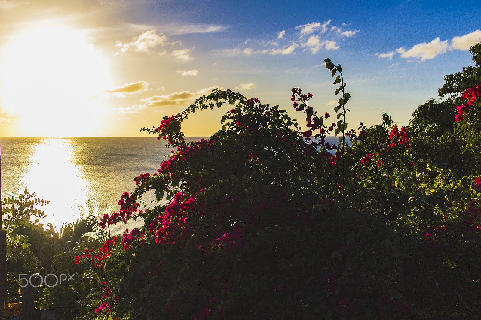 Canon EF-S 24mm F2.8 STM sample photo. Wild flowers sunset photography