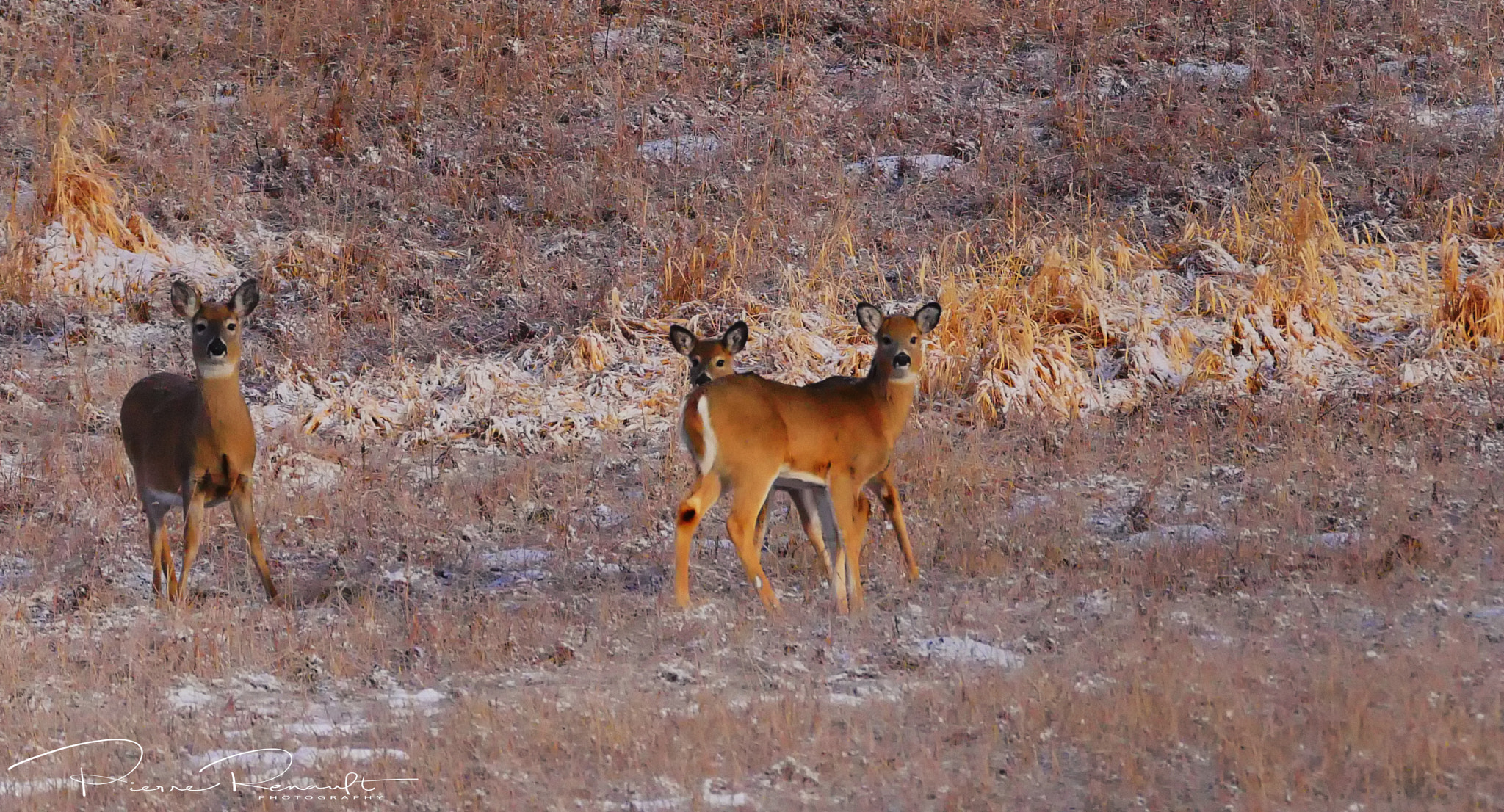 Panasonic Lumix DMC-GH4 sample photo. Mule deer photography