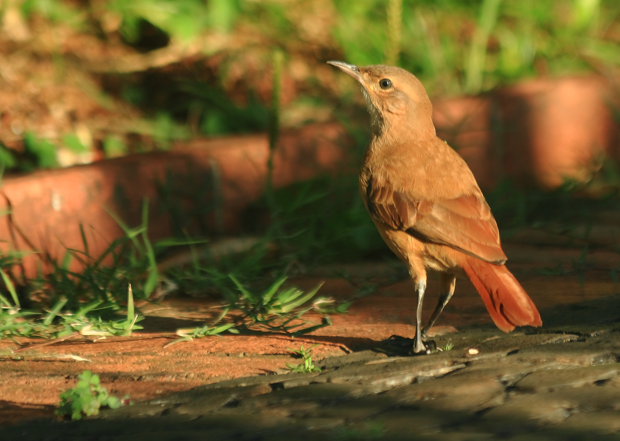 Canon EF 70-300mm F4-5.6 IS USM sample photo. Walking photography