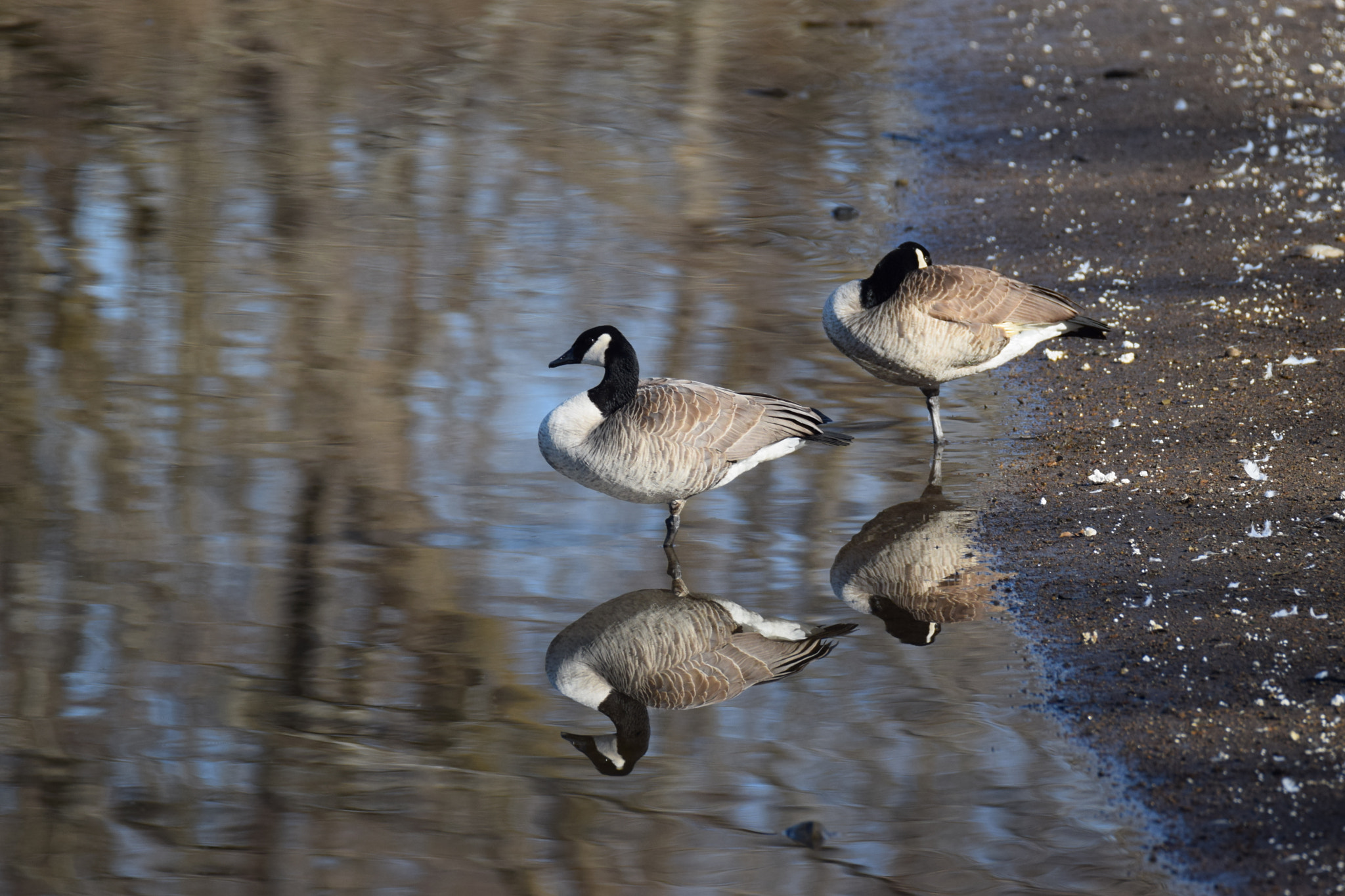 Nikon D3300 sample photo. Canada geese at perry lake kansas photography
