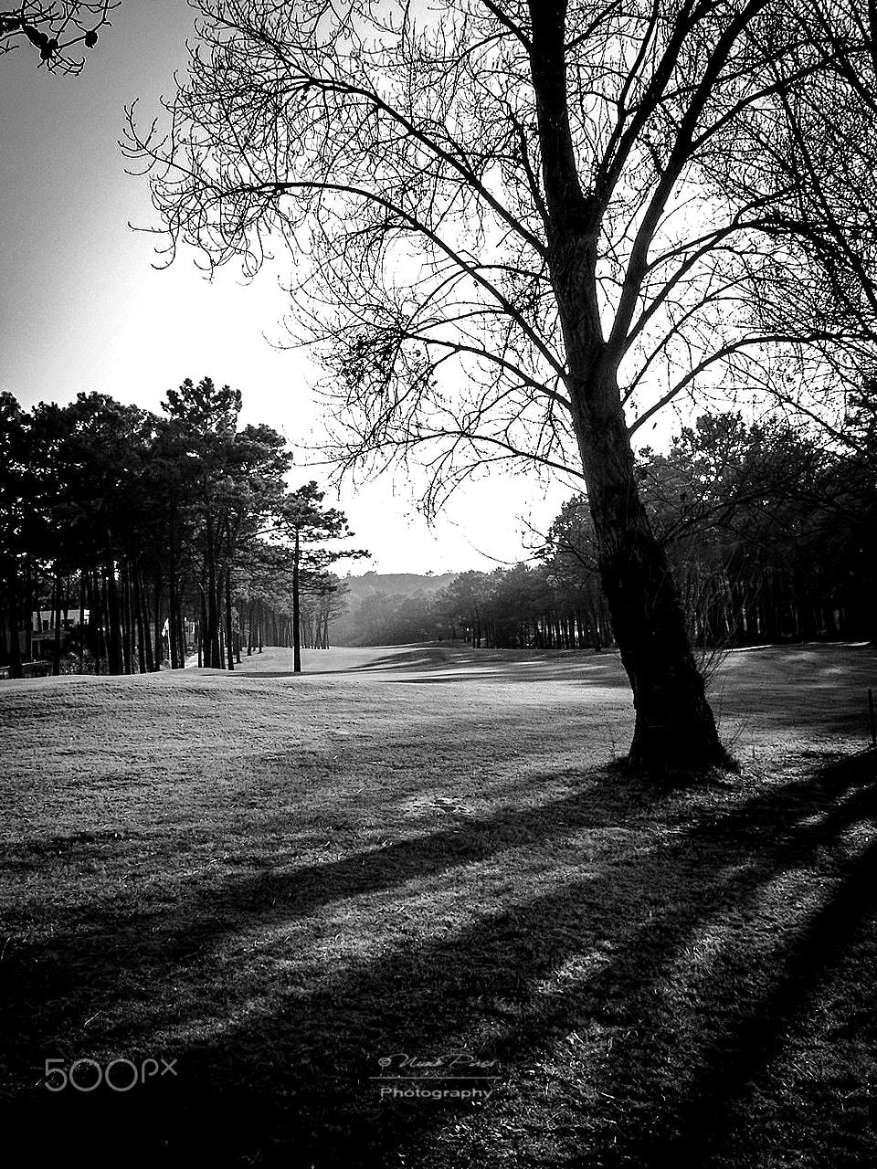 Sony DSC-P100 sample photo. Tree of lust bw photography