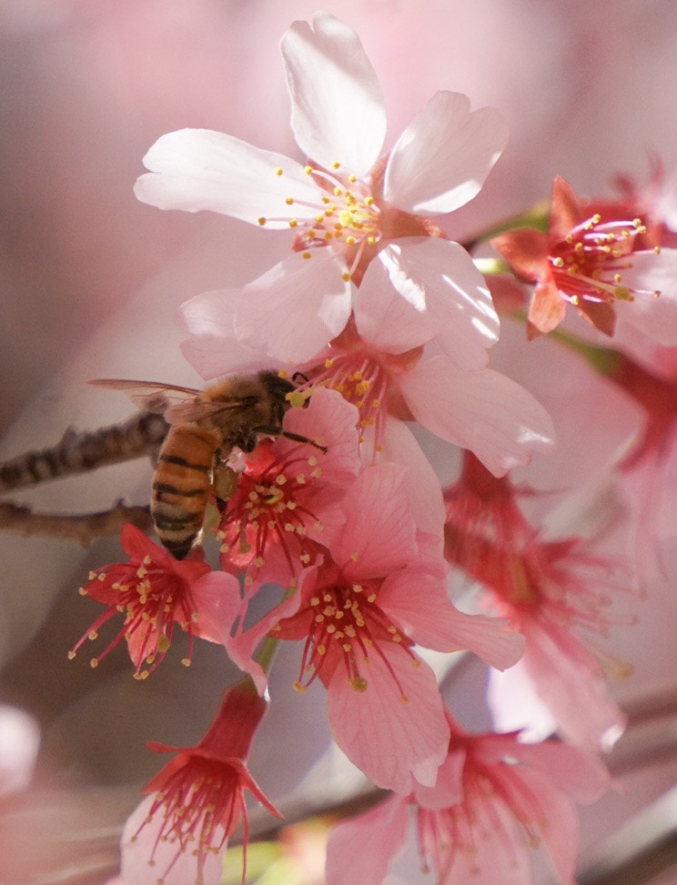 Sony a6300 + Sony E 55-210mm F4.5-6.3 OSS sample photo. Buzz around photography