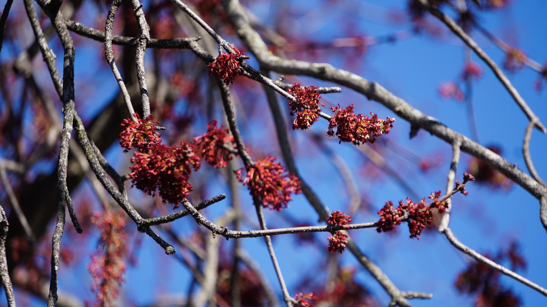 Sony a6300 + Sony E 55-210mm F4.5-6.3 OSS sample photo. Cherry photography