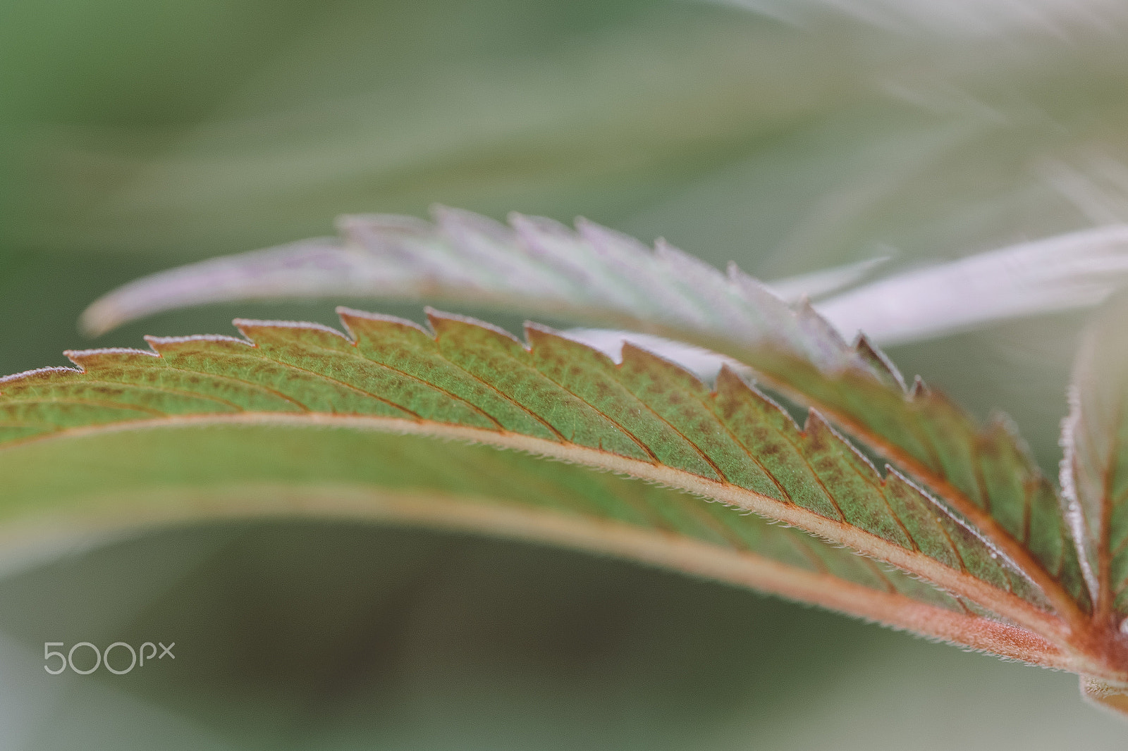 Sigma 105mm F2.8 EX DG OS HSM sample photo. D 12 chem 91 x tres dawg ornyc d photography