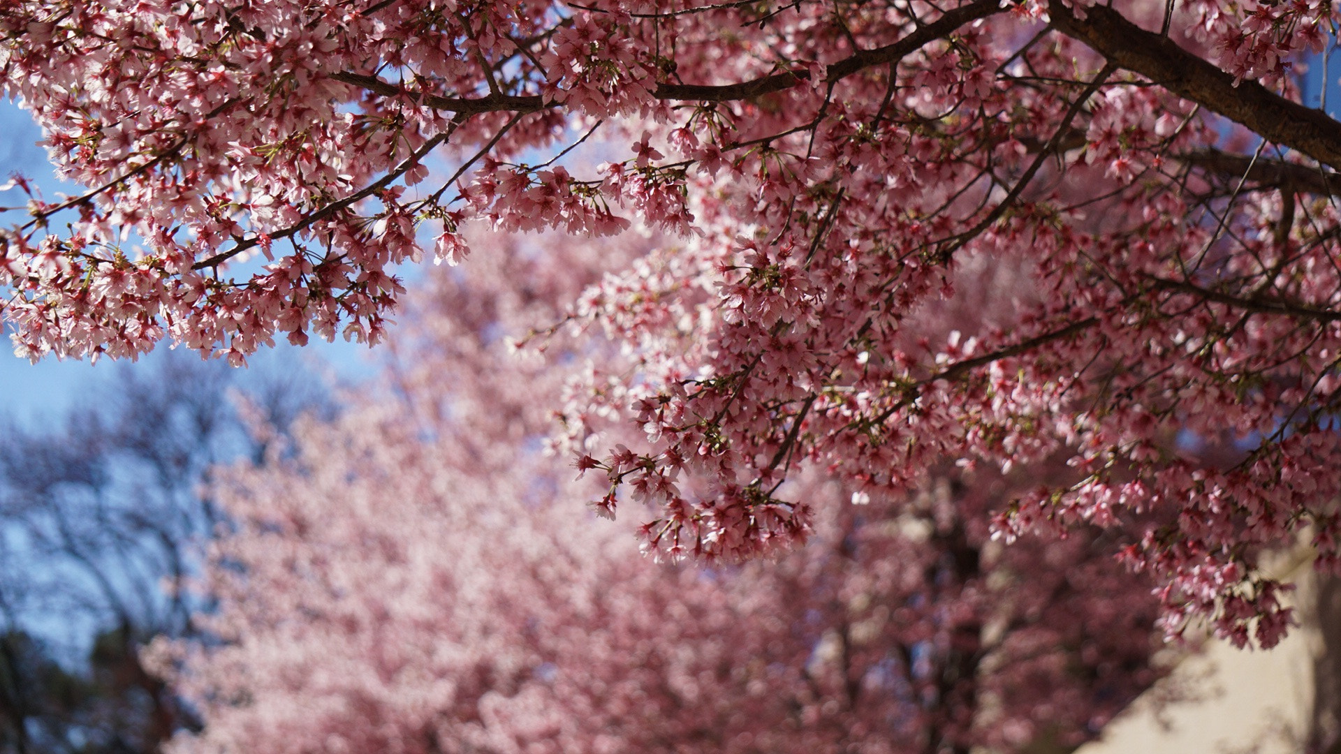 Sony a6300 + Sony E 55-210mm F4.5-6.3 OSS sample photo. Spring view photography