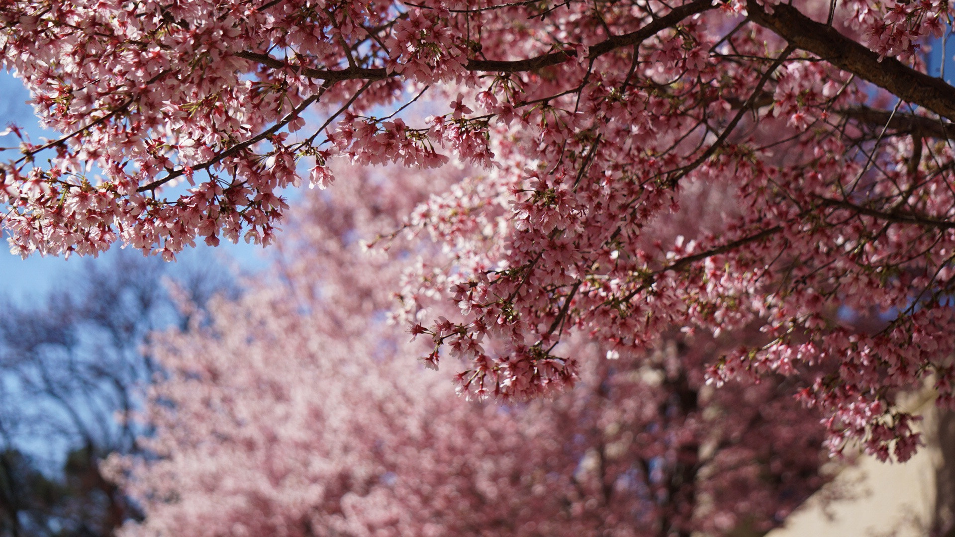 Sony a6300 sample photo. Spring view photography