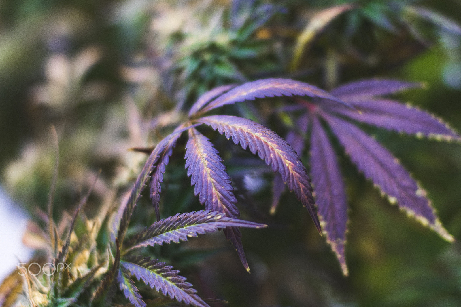 Sigma 30mm F1.4 EX DC HSM sample photo. Purple cannabis leaves photography