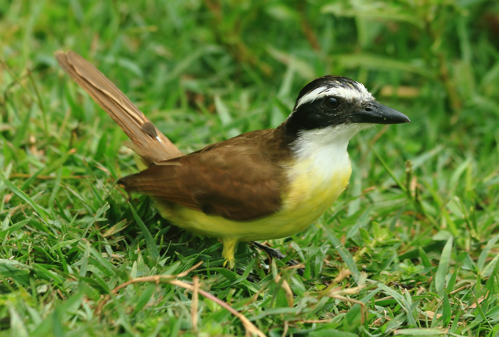 Canon EF 70-300mm F4-5.6 IS USM sample photo. Great kiskadee photography