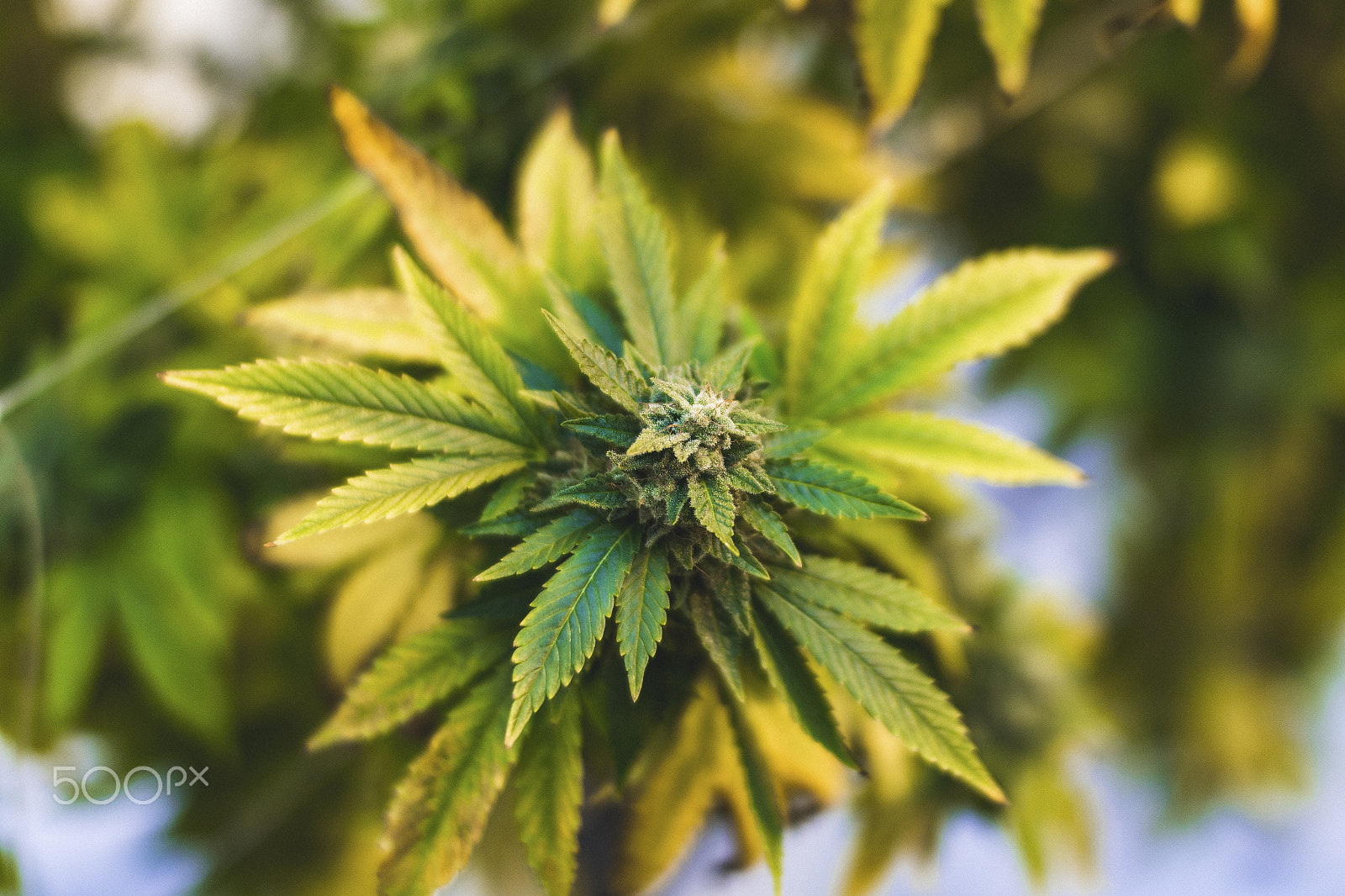 Sigma 30mm F1.4 EX DC HSM sample photo. Cannabis photography