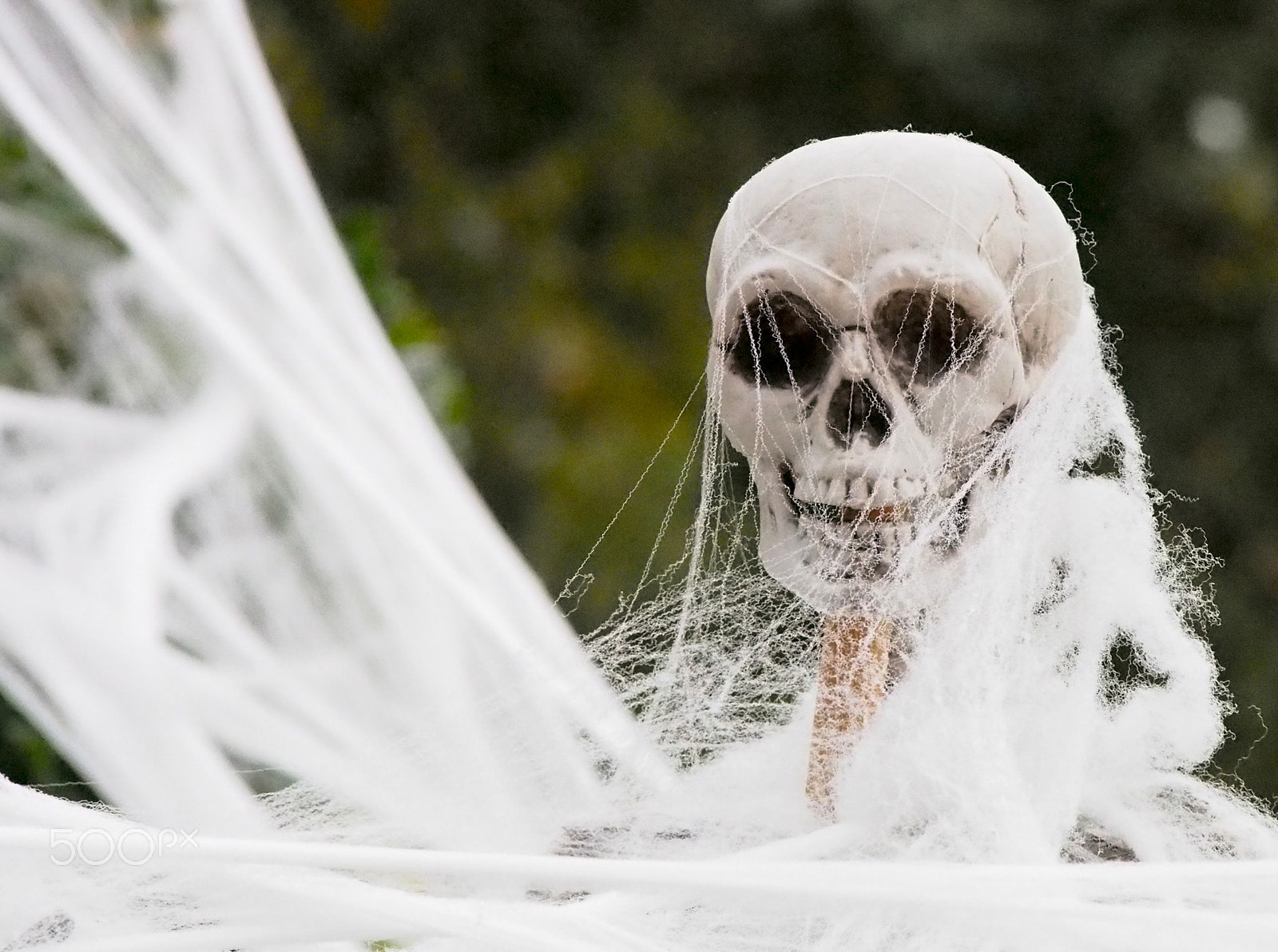 Olympus OM-D E-M5 sample photo. Plastic skeleton covered in fake web for halloween decoration photography
