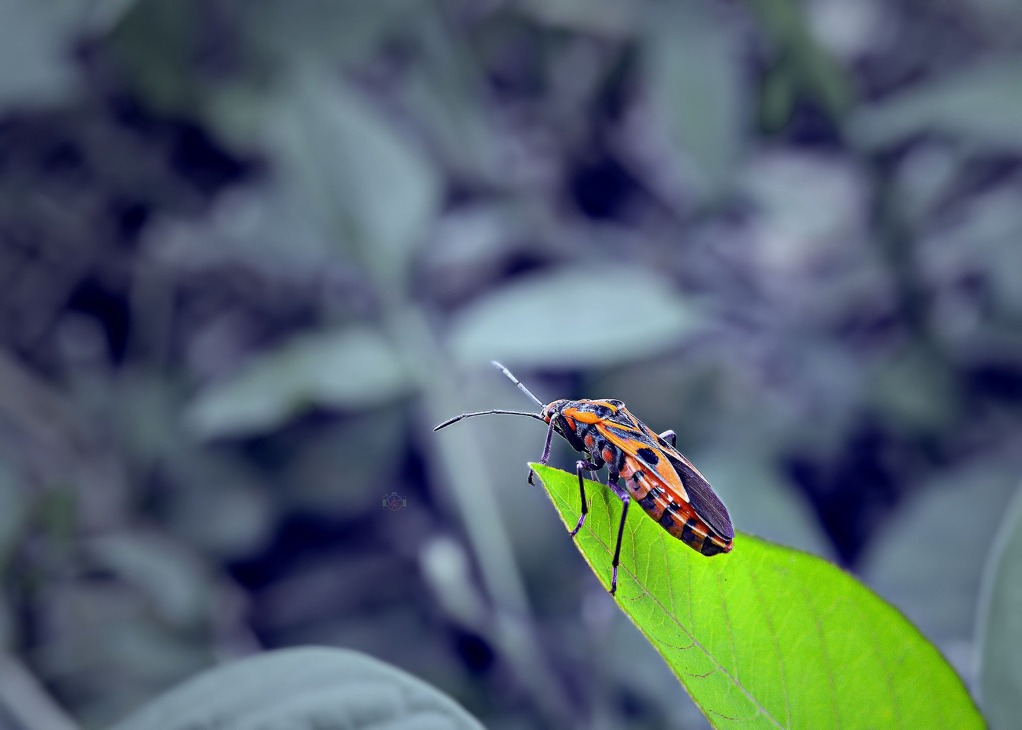 Nikon D800 sample photo. Way end photography