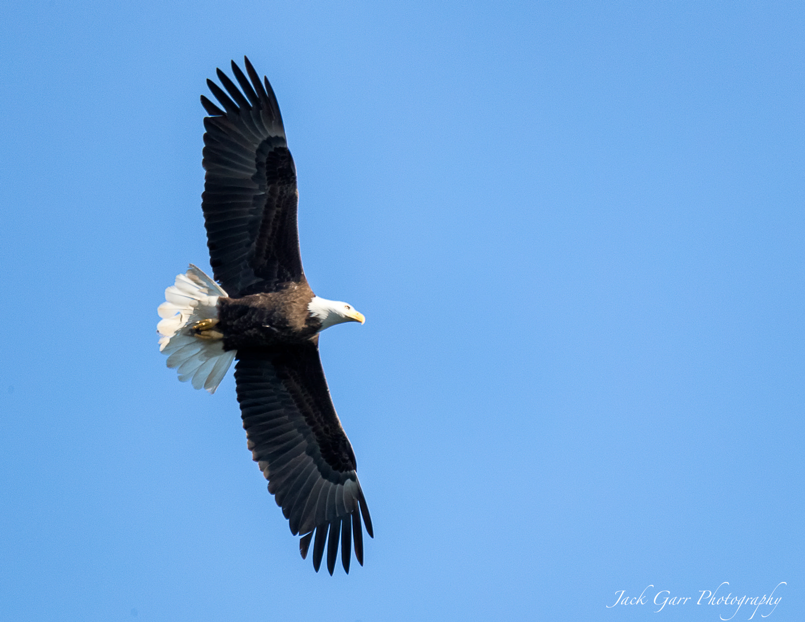 Canon EOS-1D X Mark II + 150-600mm F5-6.3 DG OS HSM | Sports 014 sample photo. Bald eagle flying photography