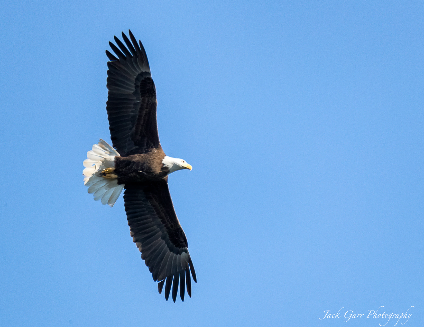 150-600mm F5-6.3 DG OS HSM | Sports 014 sample photo. Bald eagle flying photography