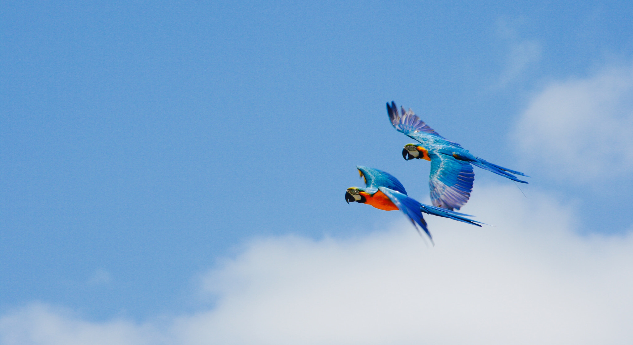 Canon EF 100-300mm F4.5-5.6 USM sample photo. Australian birds photography