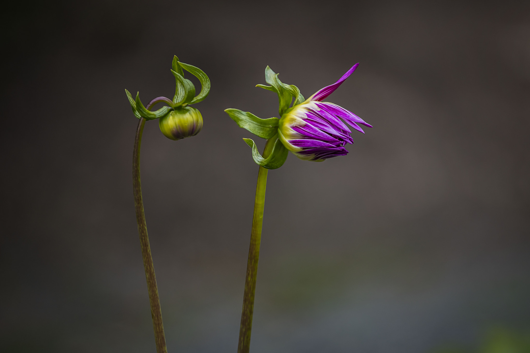 Canon EOS 5DS + Canon EF 70-200mm F4L USM sample photo. Waking up photography