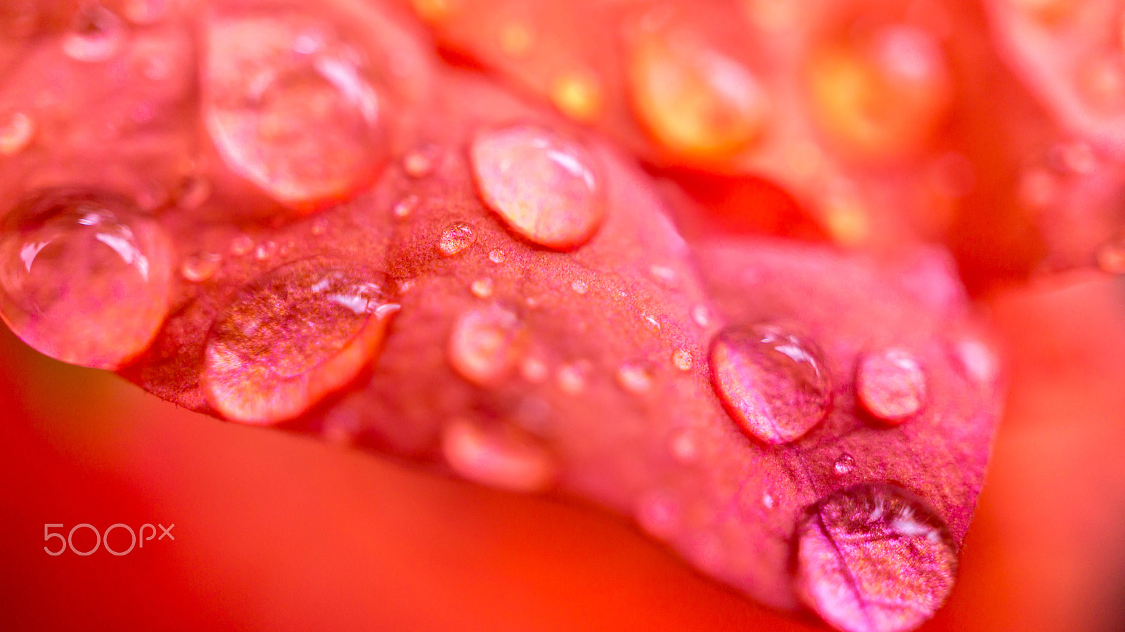 Sony Alpha NEX-7 sample photo. After the rain photography