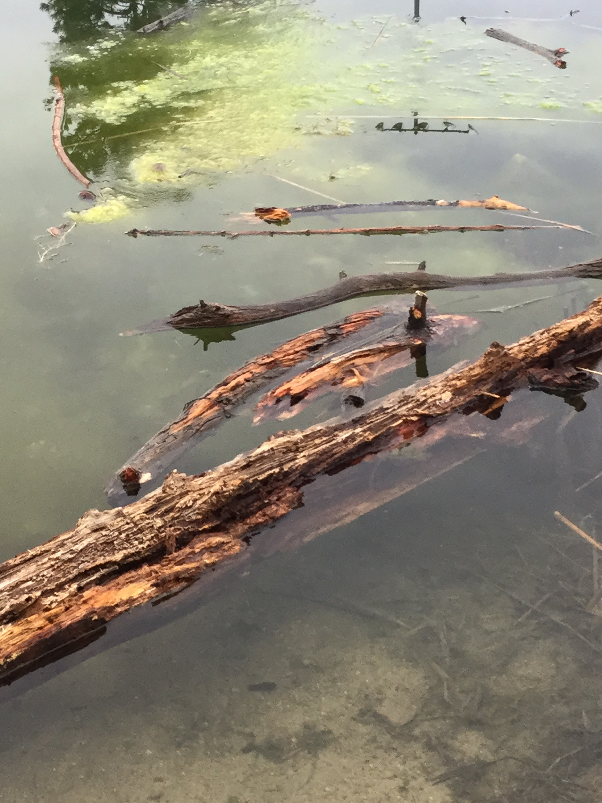 Apple iPad5,3 sample photo. Pond. elizabeth, colorado. photography