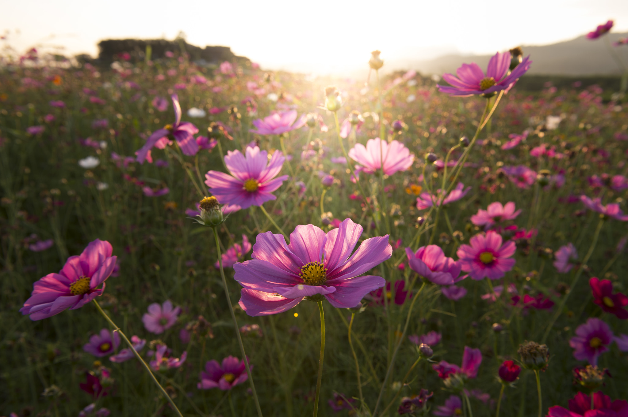 Nikon D4S sample photo. Sunset photography