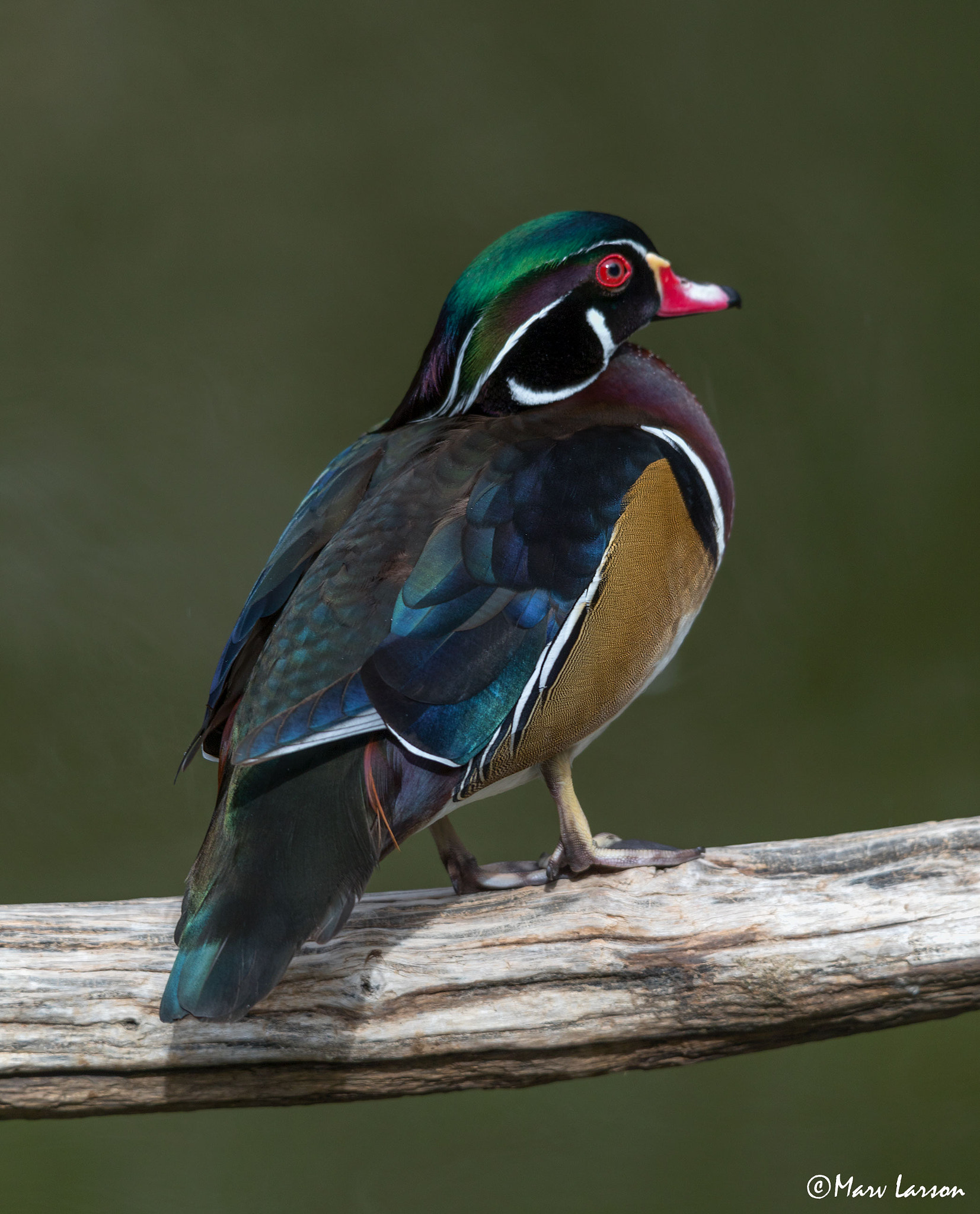 Tamron SP 150-600mm F5-6.3 Di VC USD sample photo
