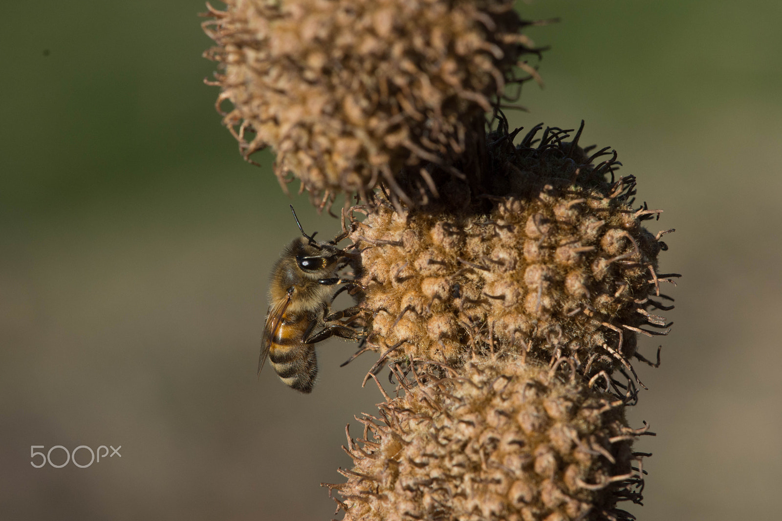 Nikon D7200 sample photo. Bees in february photography