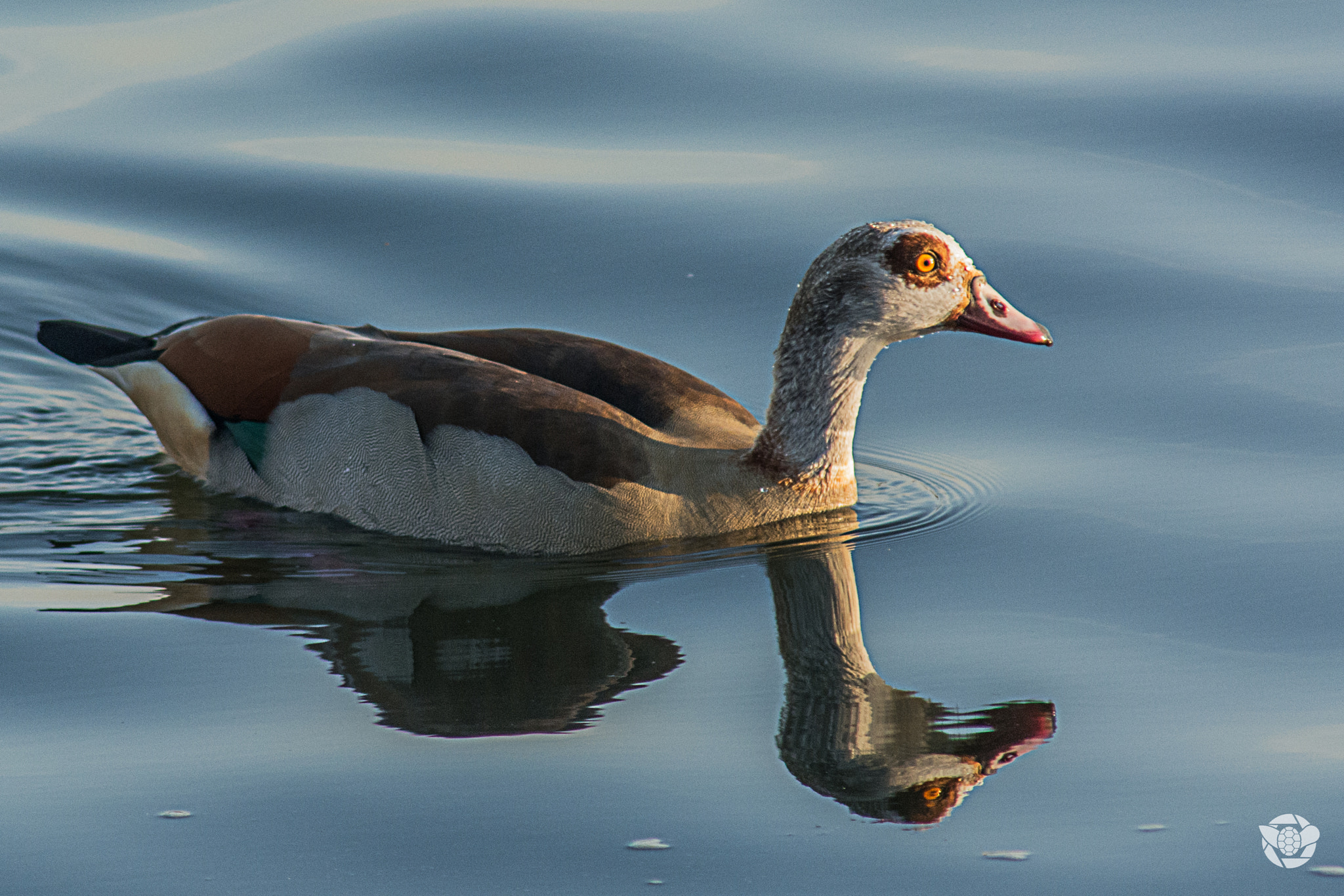 Nikon D7100 + AF Nikkor 300mm f/4 IF-ED sample photo. Alopochen aegyptiaca photography