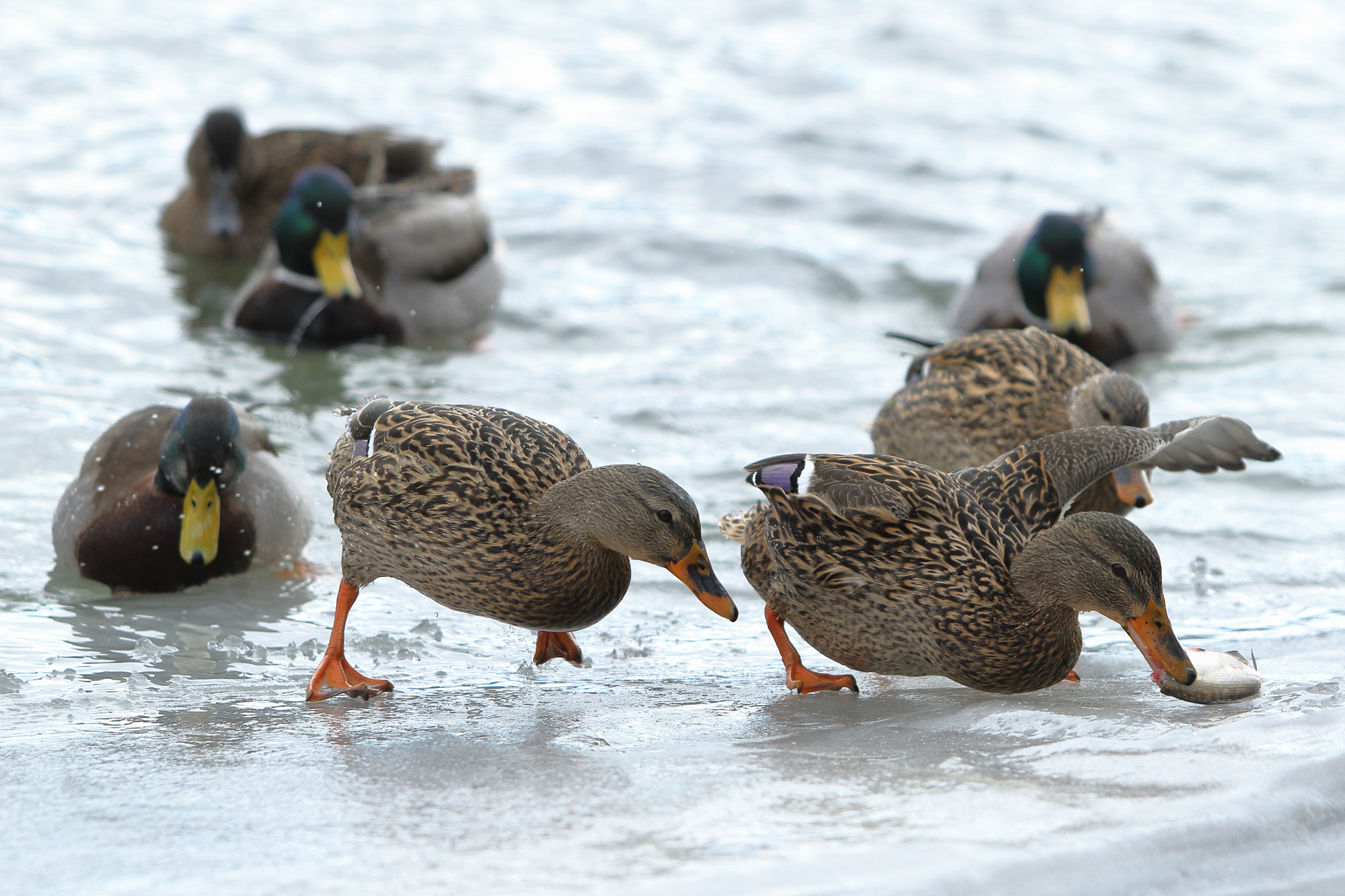 Canon EF 70-200mm F2.8L USM sample photo. Female mallards racing for breakfast photography