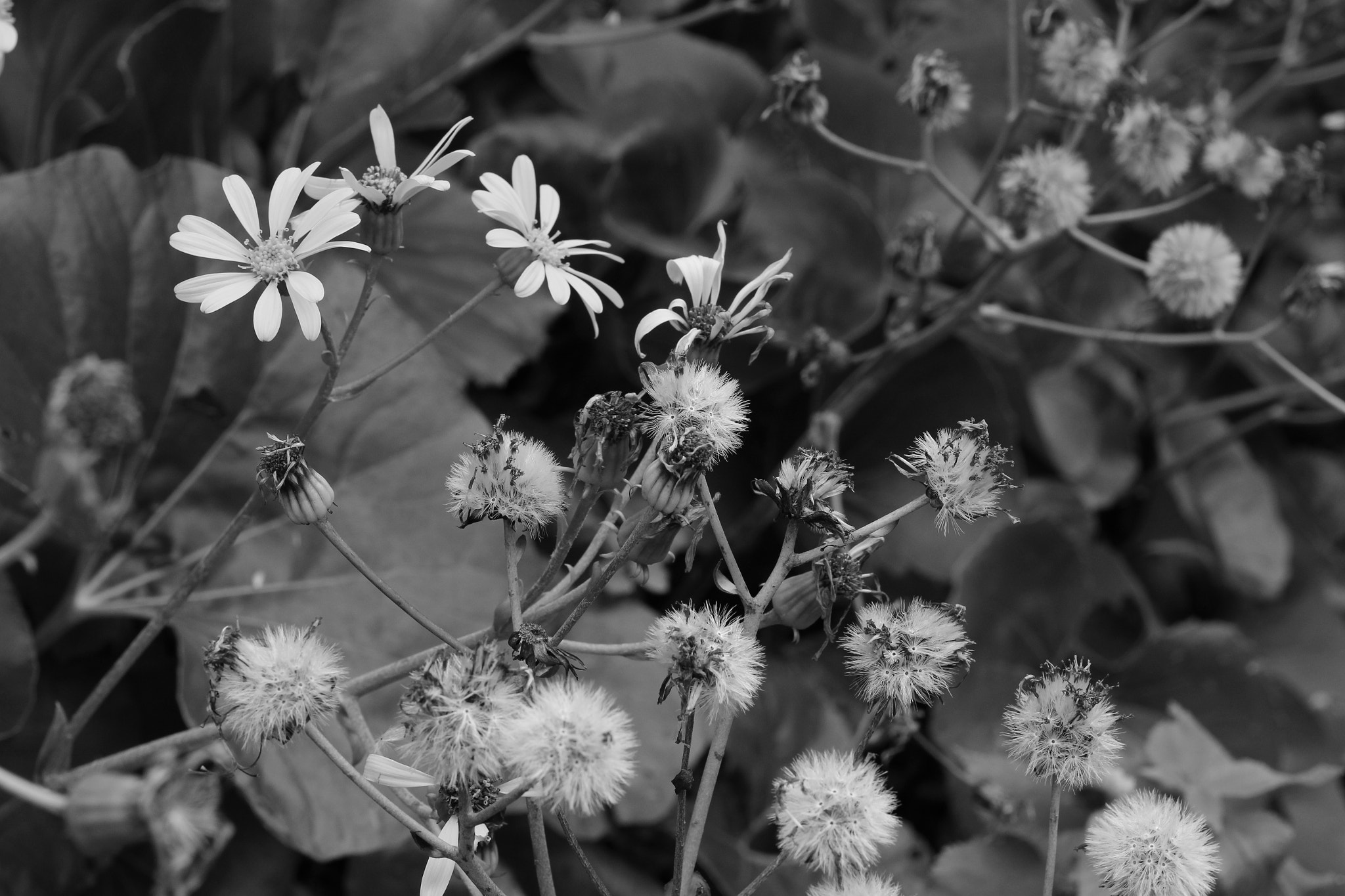 Canon EOS 100D (EOS Rebel SL1 / EOS Kiss X7) sample photo. 花 photography