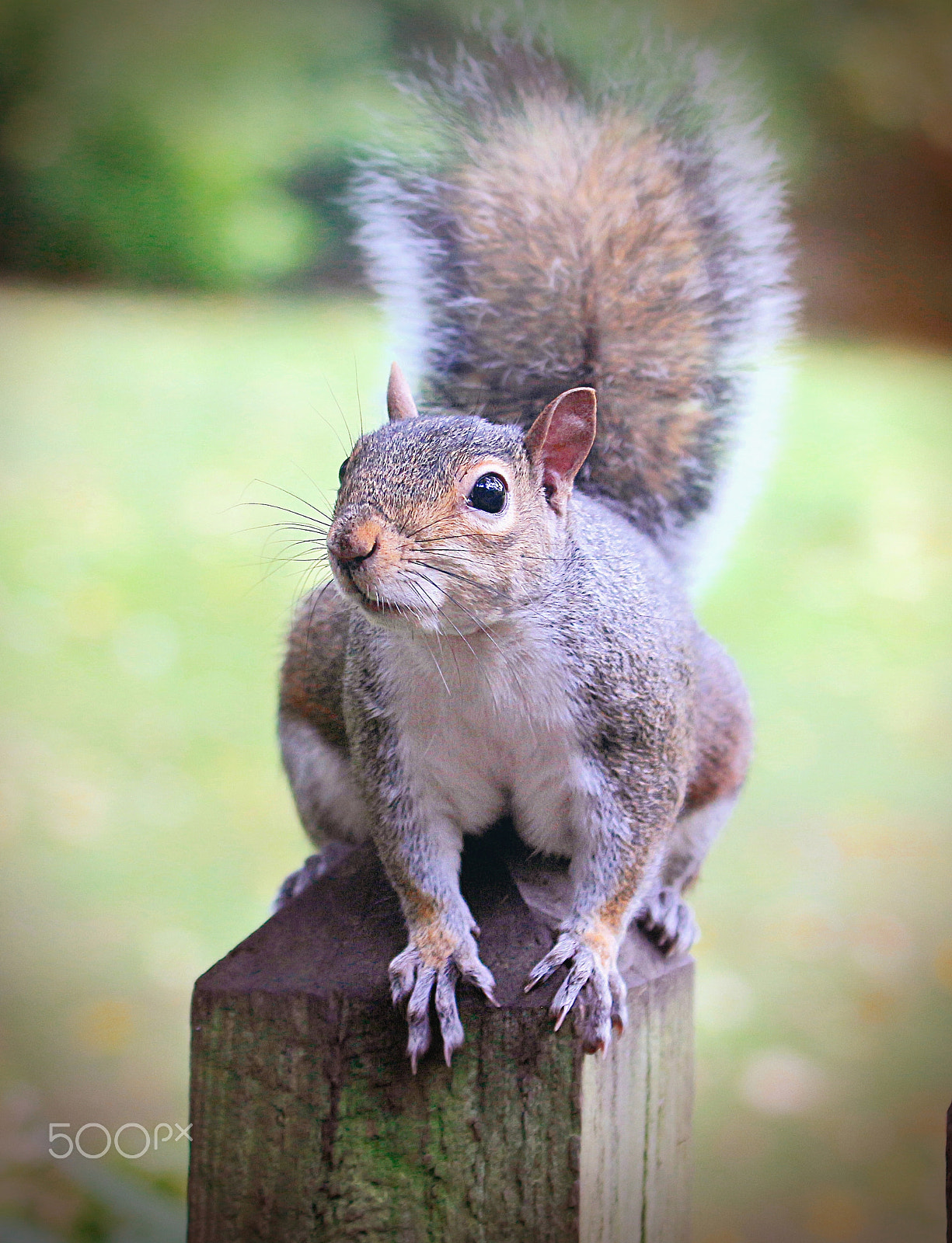 Canon EF 70-300mm F4-5.6L IS USM sample photo. Portrait of squirrel photography