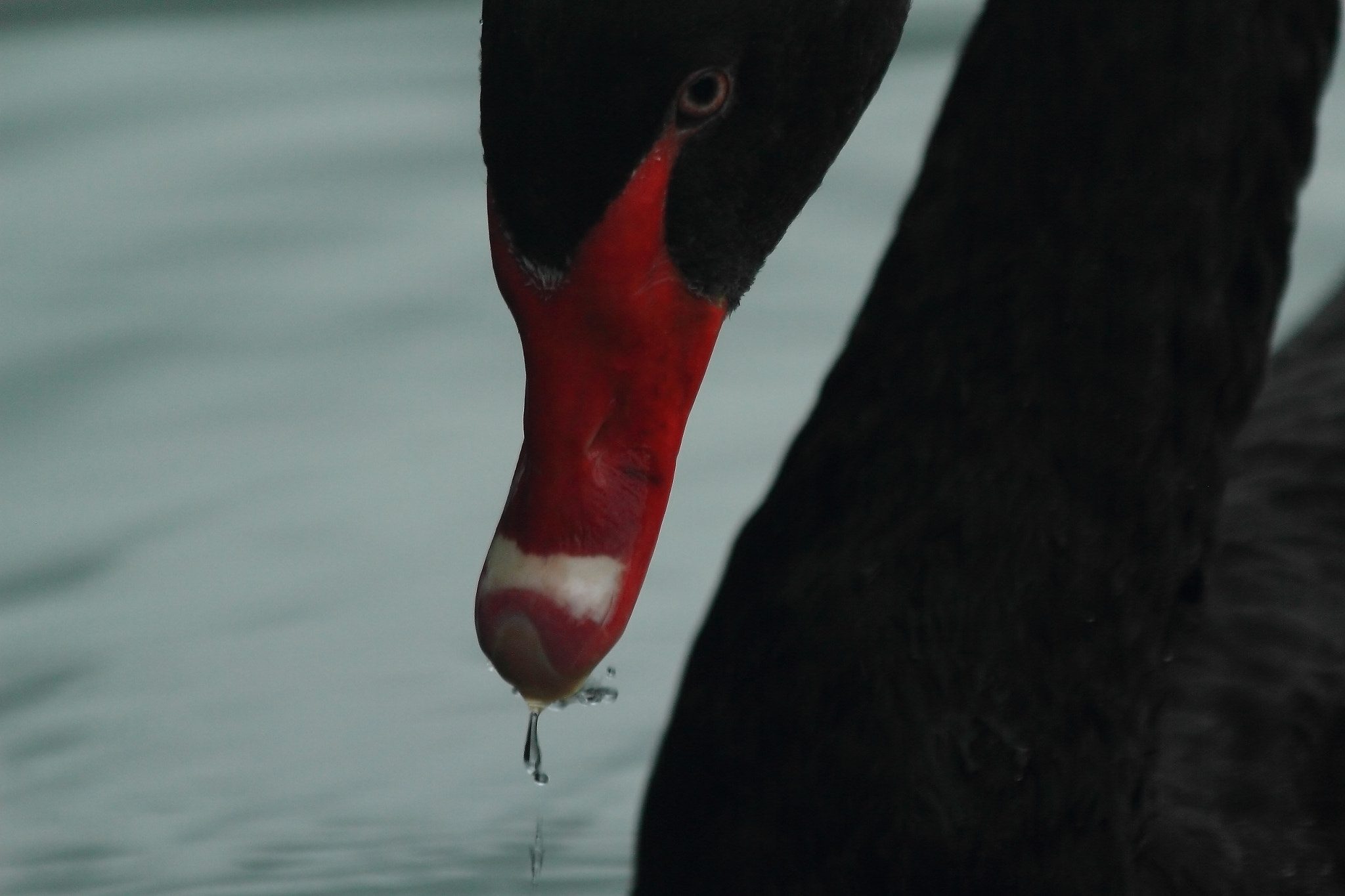 Canon EF 70-300mm F4-5.6 IS USM sample photo. Thirst photography
