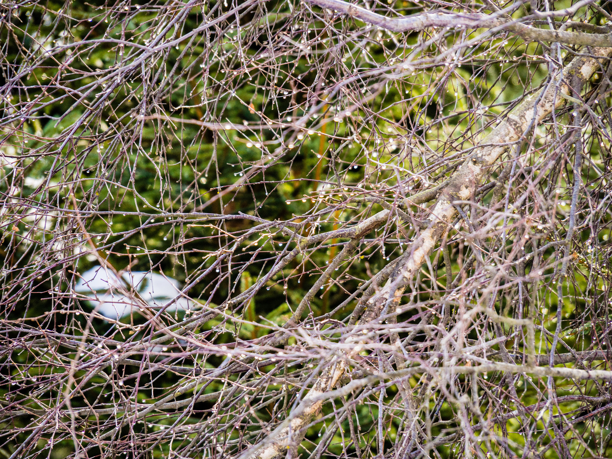 OLYMPUS M.14-150mm F4.0-5.6 II sample photo. Tree chaos photography
