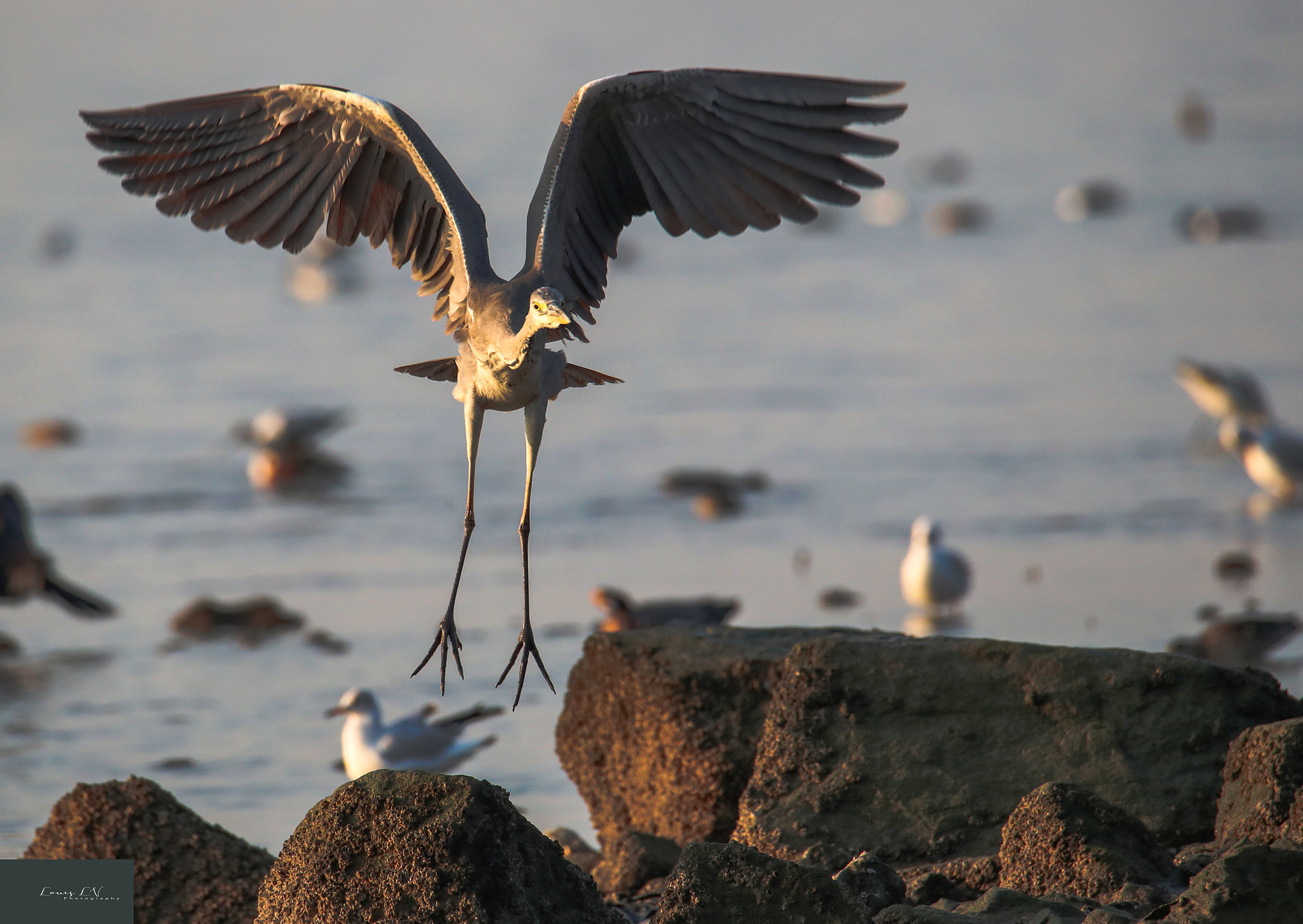 Canon EOS-1D X Mark II sample photo. Heron photography