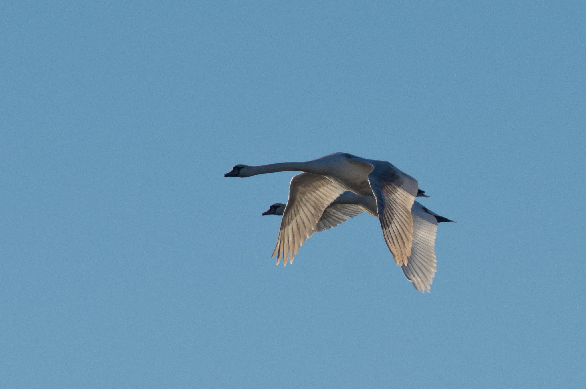 Pentax smc DA* 300mm F4.0 ED (IF) SDM sample photo. Two swans in flight photography