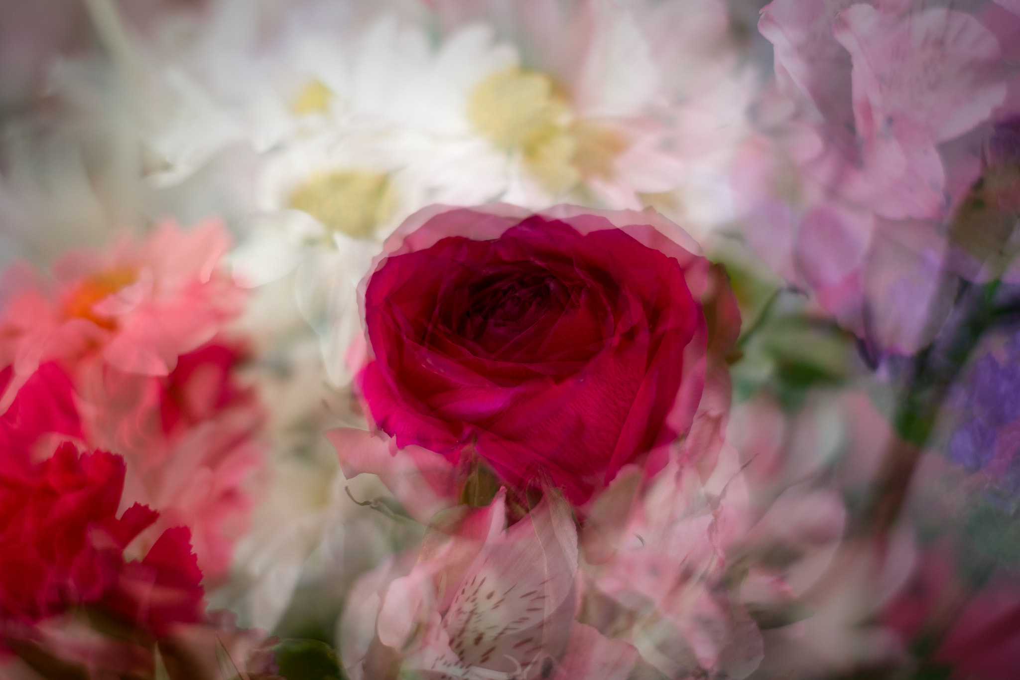 Fujifilm X-E1 sample photo. Valentine's flowers (daughter) photography