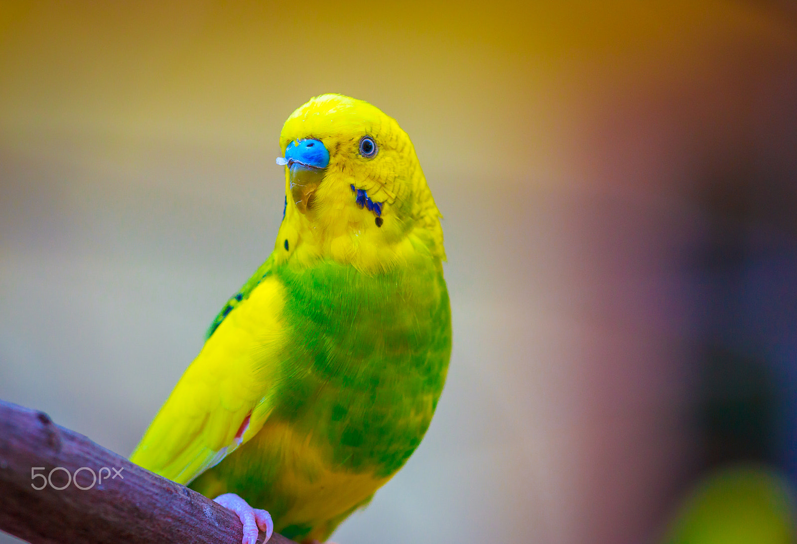 Canon EOS 70D + Canon EF 70-200mm F4L IS USM sample photo. Love bird....waiting for love! photography