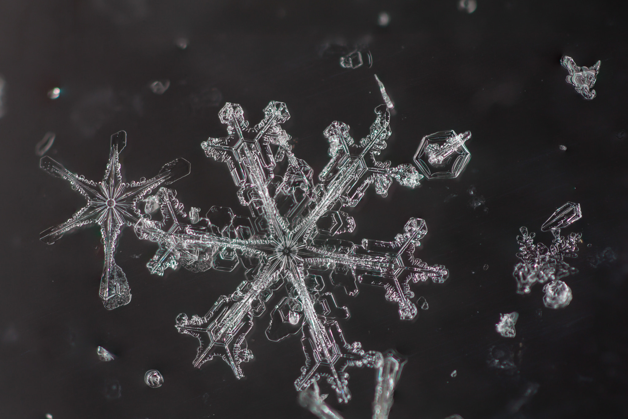 Canon EOS 5D Mark II + Canon MP-E 65mm F2.5 1-5x Macro Photo sample photo. Stellar snow crystal photography