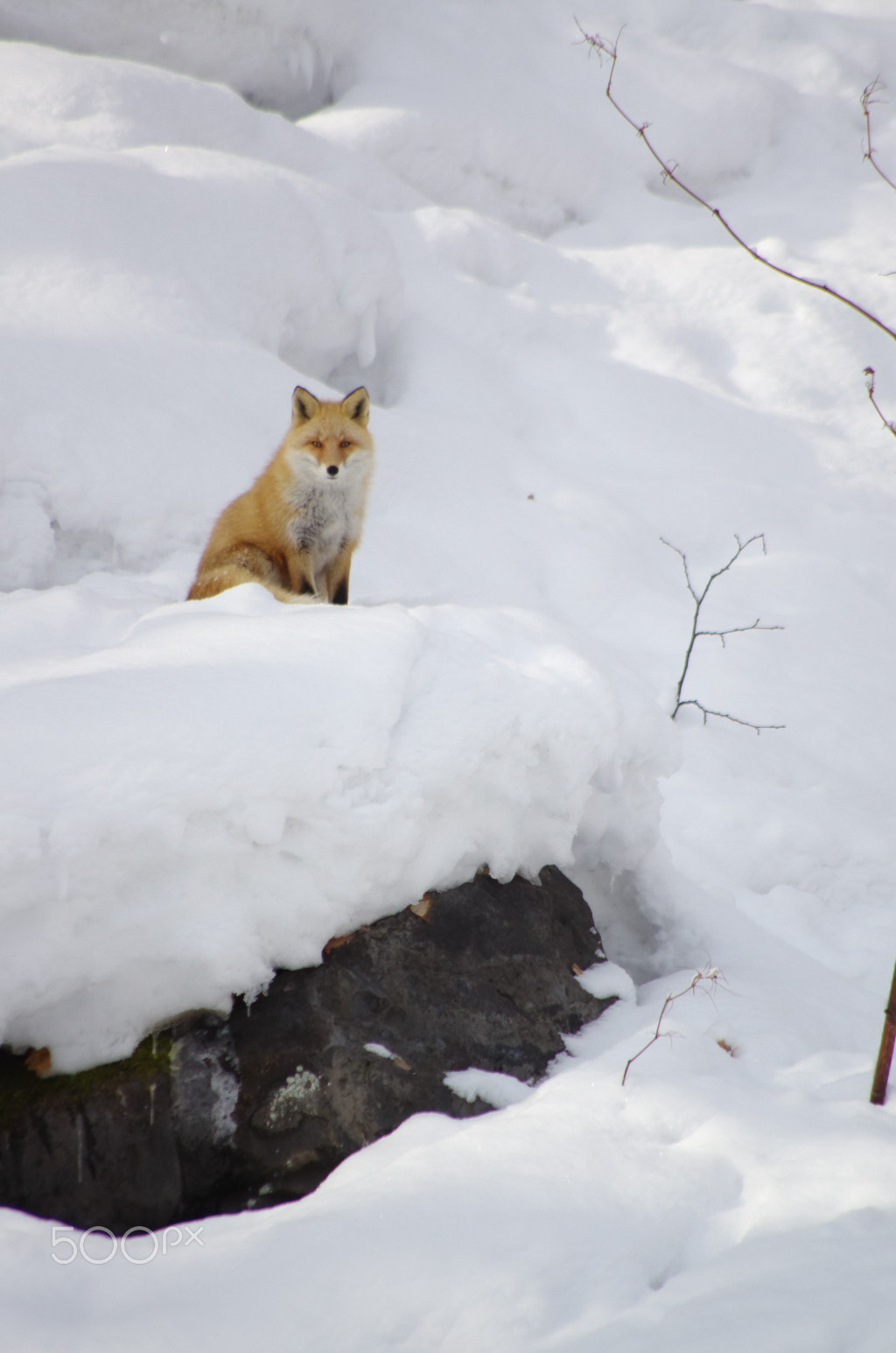 Pentax smc DA 55-300mm F4.0-5.8 ED sample photo. You are watched. photography